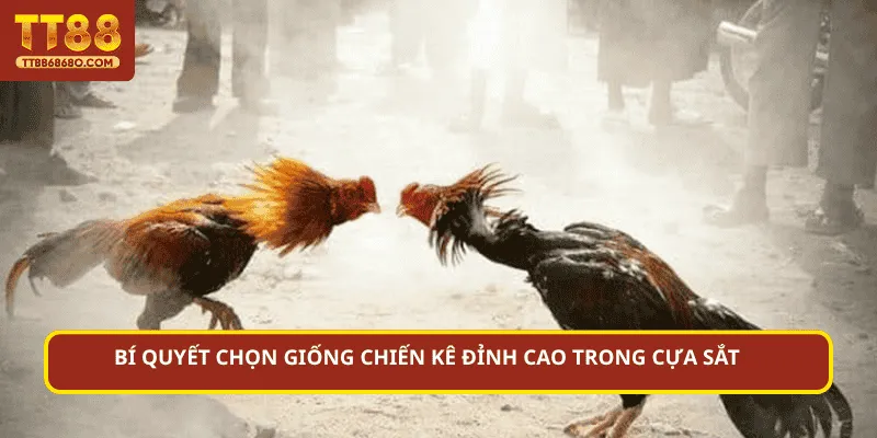 Bí quyết chọn giống chiến kê đỉnh cao trong cựa sắt